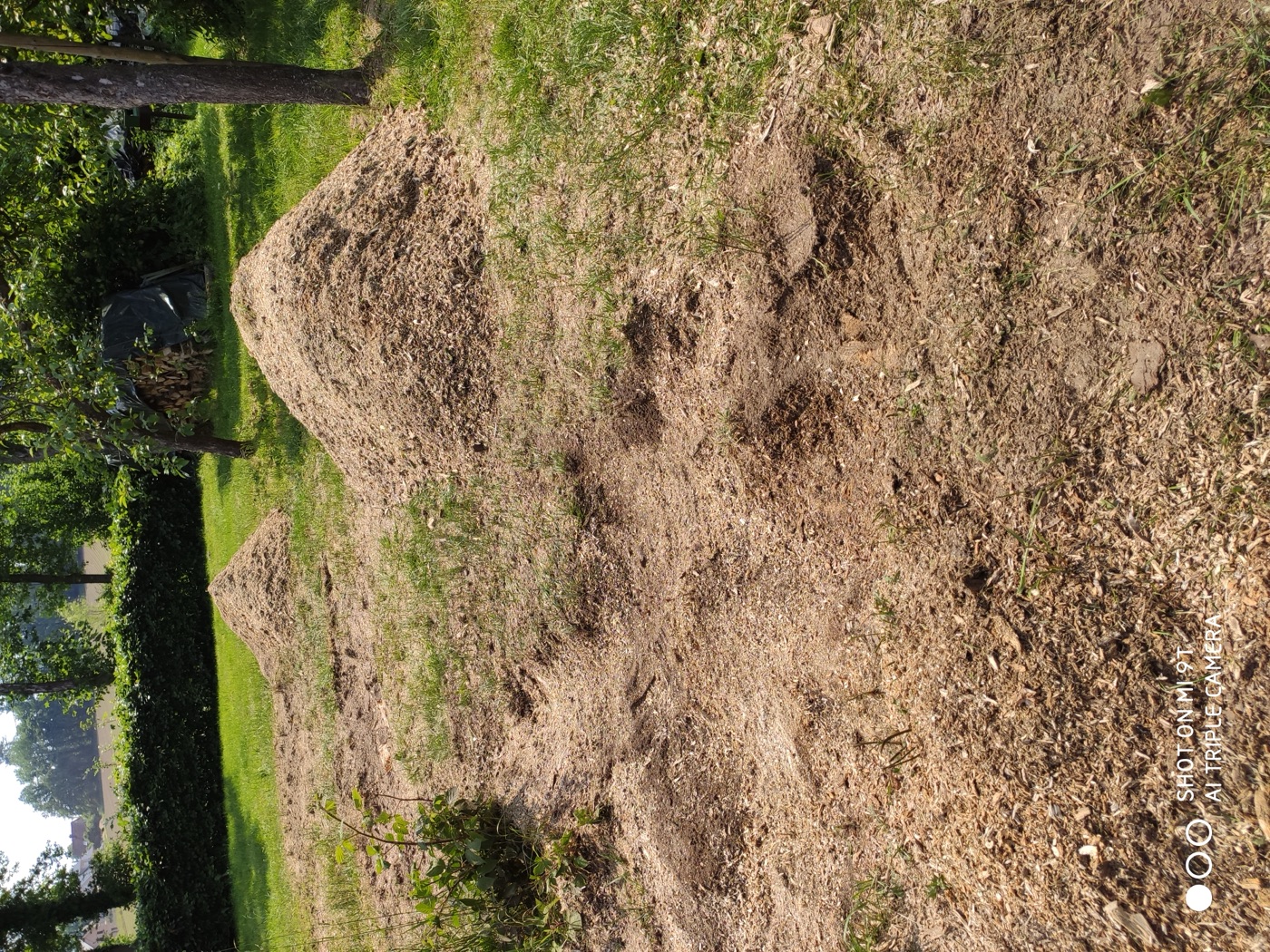 Stubben gefräst — Foto 22