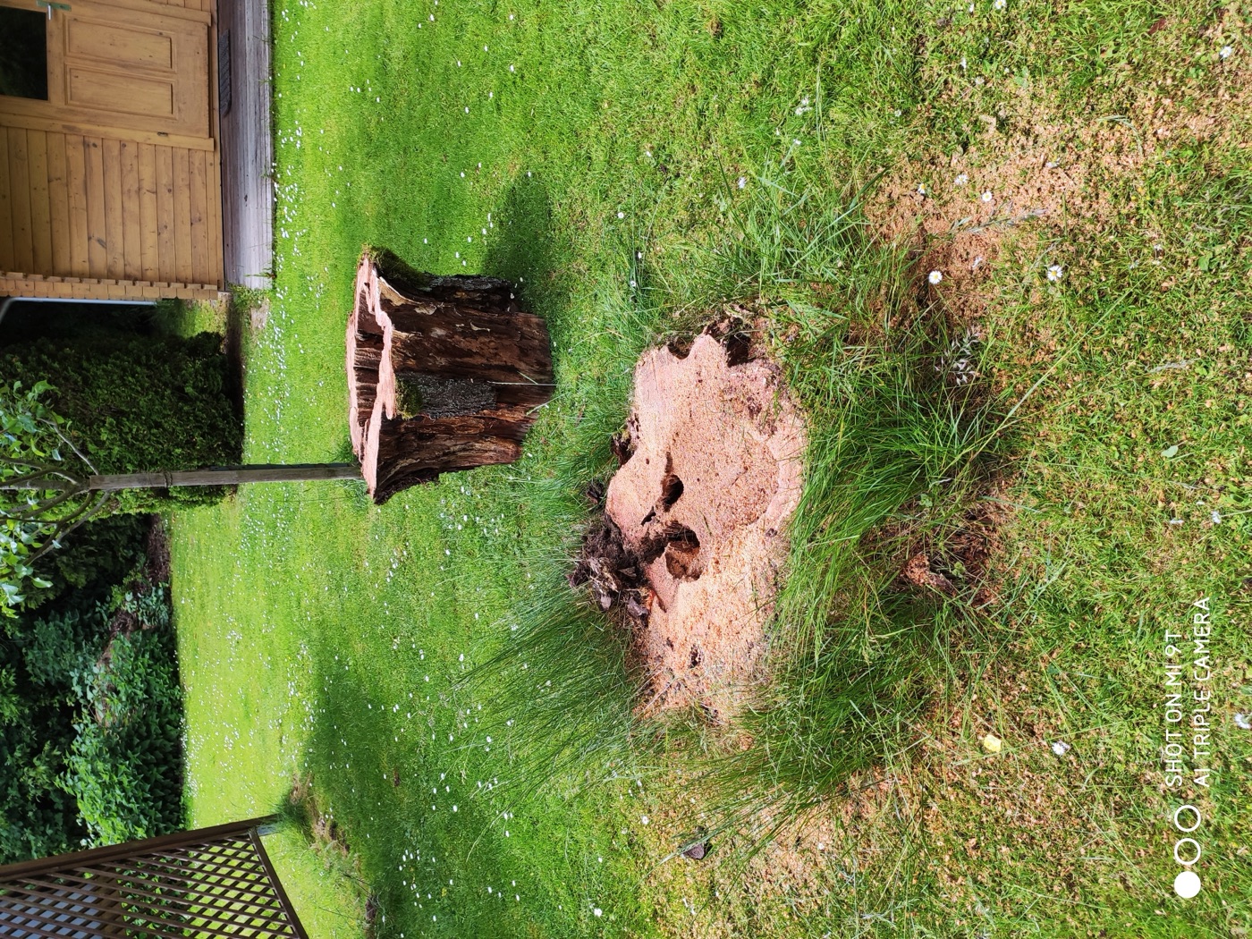 Stubben gefräst — Foto 31